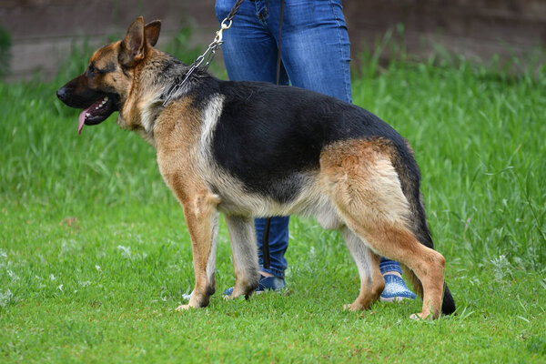 Orenburg, Russia, 11 June 2017 year: Shepherd at dog show