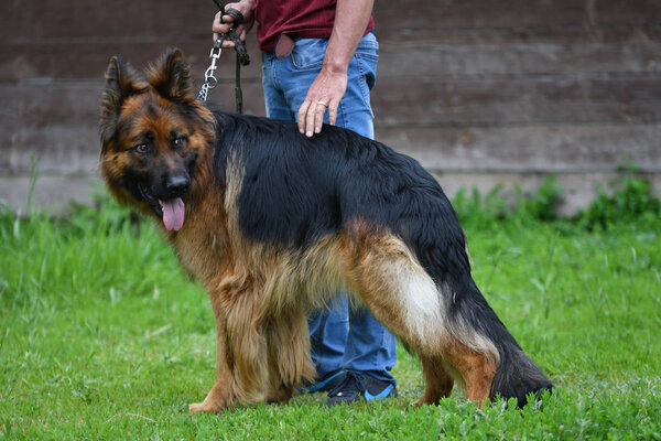 Orenburg, Russia, 11 June 2017 year: Shepherd at dog show