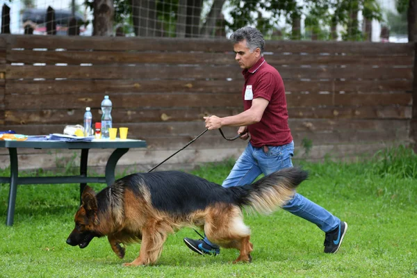Orenburg, Rusya, 11 Haziran 2017 yıl: çoban köpek gösterisi