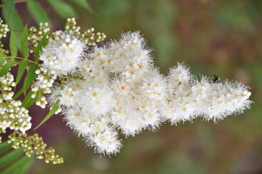 Çiçek Sorbaria sorbifolia (Lat. Sorbaria sorbifolia)