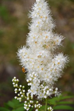 Çiçek Sorbaria sorbifolia (Lat. Sorbaria sorbifolia)