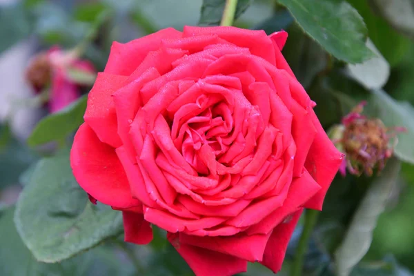 Rosa roja después de la lluvia — Foto de Stock