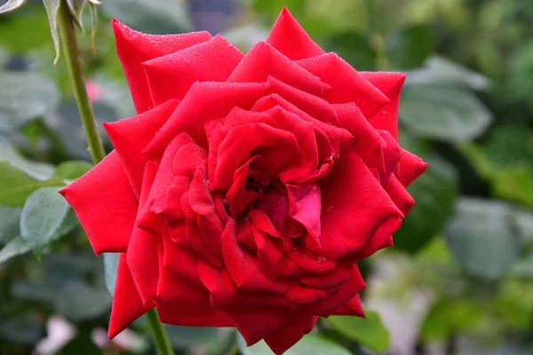 Rosa roja después de la lluvia — Foto de Stock