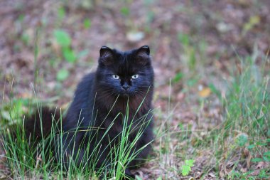 Bir yürüyüşe kara kedi