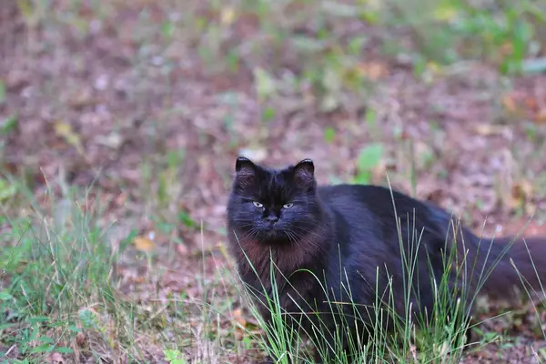 Bir yürüyüşe kara kedi