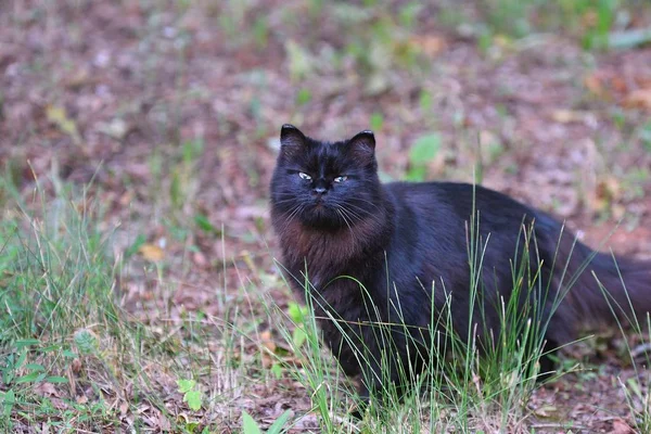 Bir yürüyüşe kara kedi — Stok fotoğraf