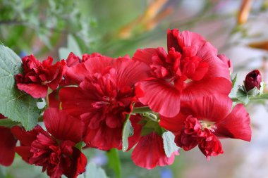 Malva çiçek çift kırmızı