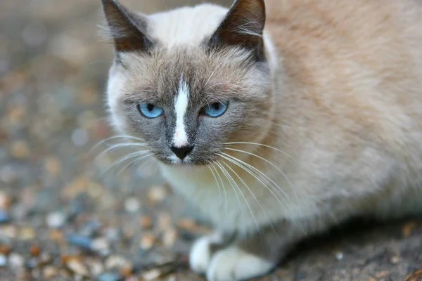 Mavi gözlü kedi. — Stok fotoğraf