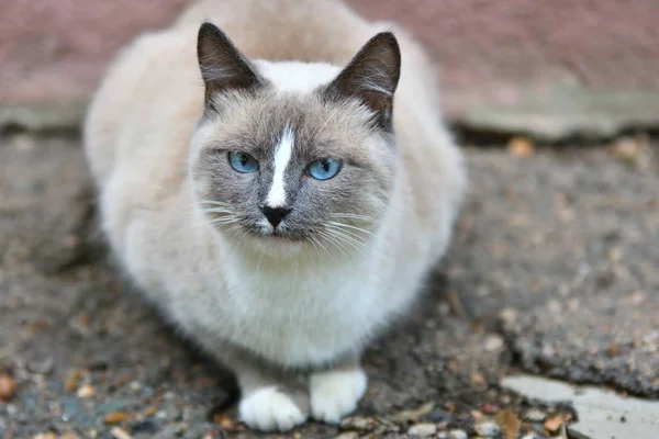 Gatto con gli occhi azzurri — Foto Stock