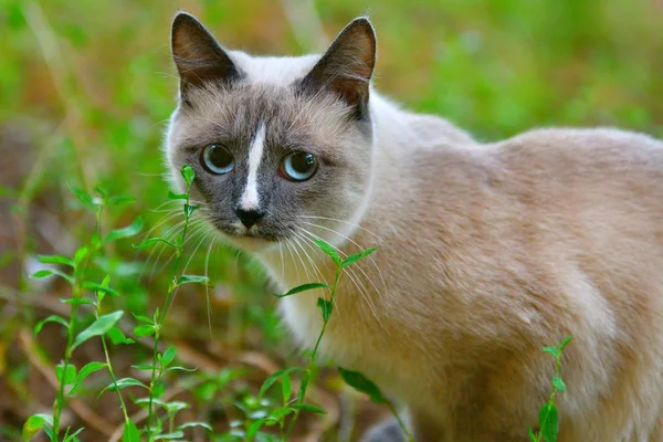 Mavi gözlü kedi. — Stok fotoğraf