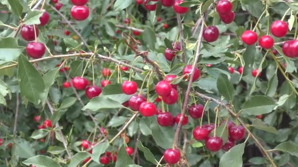 Спелые ягодные вишни — стоковое видео