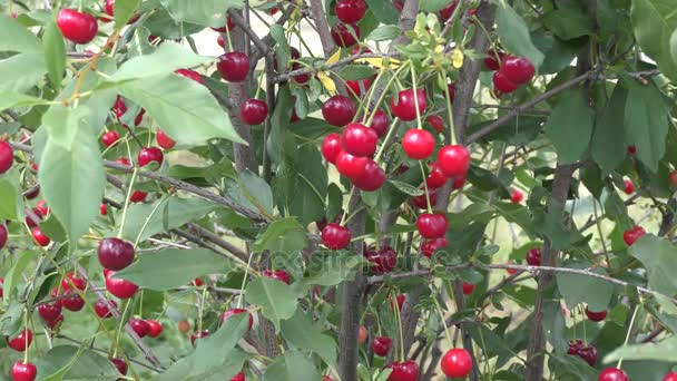成熟的浆果樱桃 — 图库视频影像