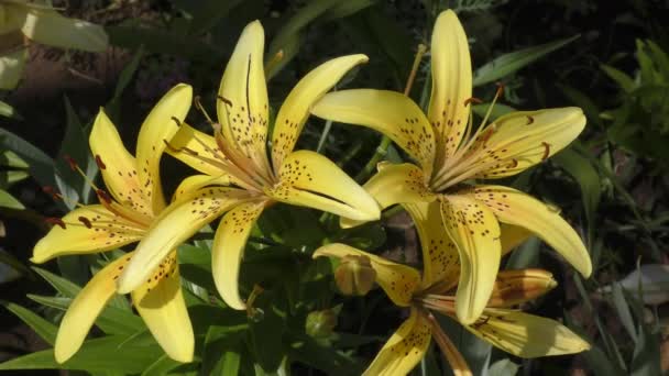Lily amarillo moteado — Vídeos de Stock