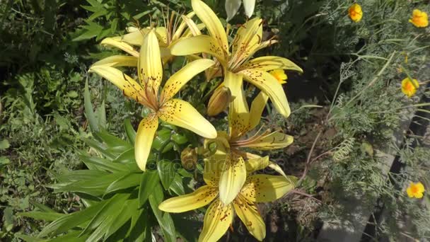 Lily amarillo moteado — Vídeo de stock