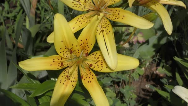 Lily amarillo moteado — Vídeos de Stock