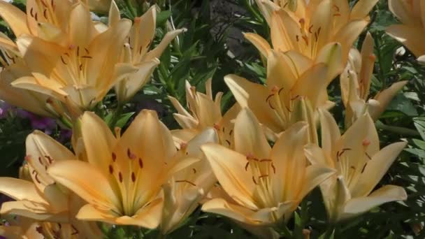 Couleur abricot Lily — Video