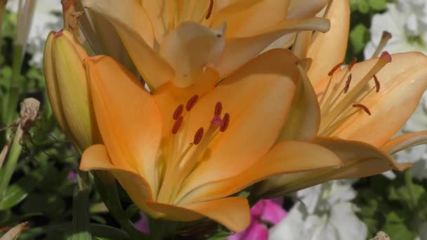 Lily cor de damasco — Vídeo de Stock