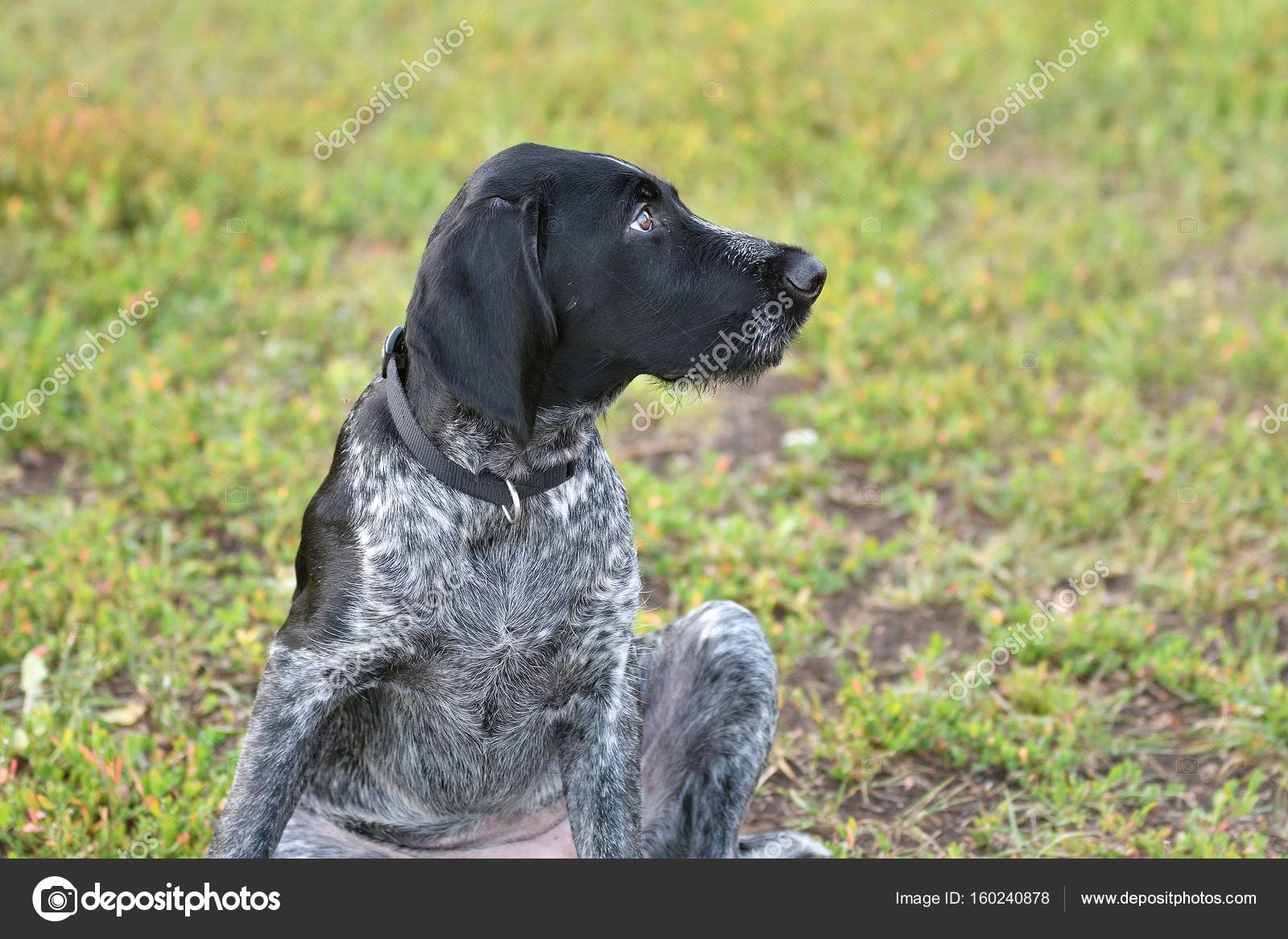 Chien De Chasse Race Vxu36 Napanonprofits