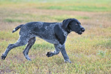Avcılık köpek doğurmak Alman Wirehaired ibre