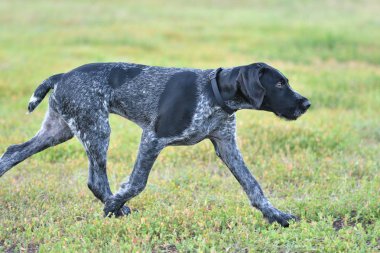 Avcılık köpek doğurmak Alman Wirehaired ibre