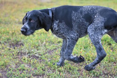 Avcılık köpek doğurmak Alman Wirehaired ibre