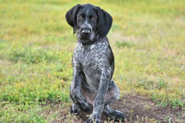 Avcılık köpek doğurmak Alman Wirehaired ibre