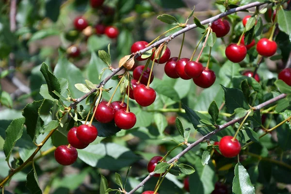 Cherry berry dojrzałe — Zdjęcie stockowe
