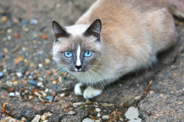 Mavi gözlü kedi. — Stok fotoğraf