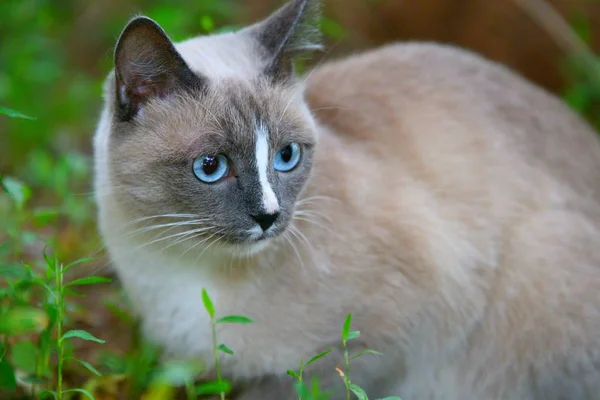 Mavi gözlü kedi. — Stok fotoğraf