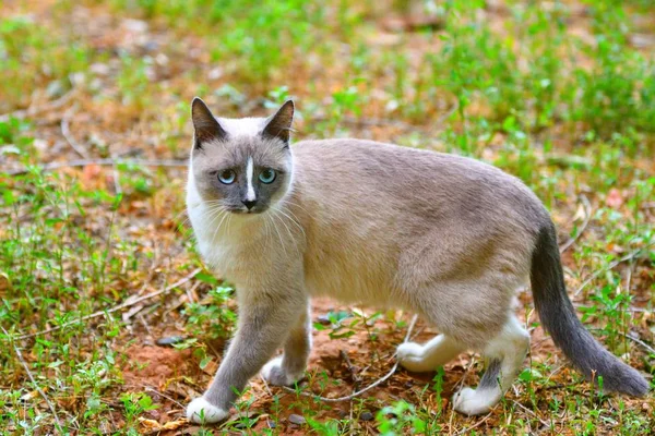 Кошка с голубыми глазами — стоковое фото