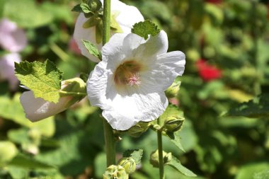 Malva çiçek beyaz renk