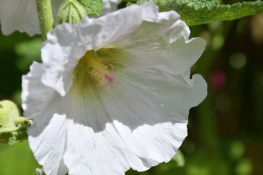 Malva çiçek beyaz renk