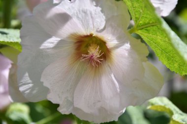 Malva çiçek beyaz renk