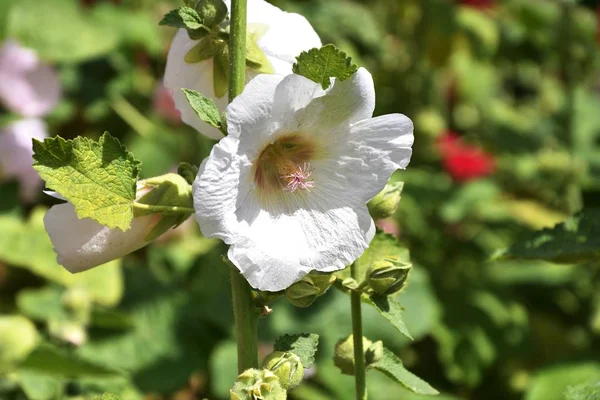 Malva çiçek beyaz renk