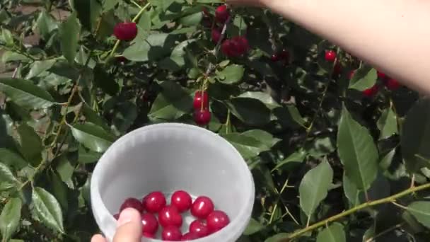 Een jongen verzamelt kersen — Stockvideo