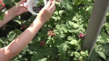 Blackberry bir çocuk toplar 