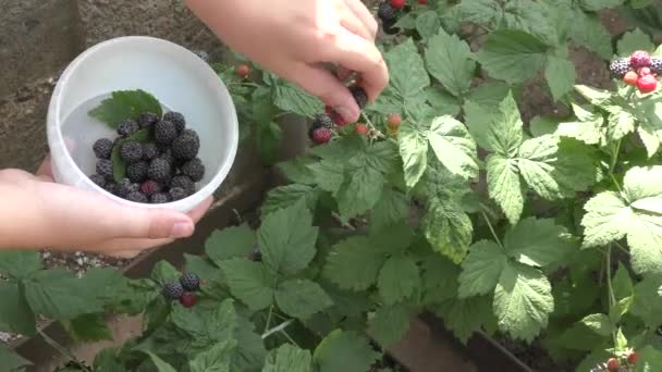 Ein Junge sammelt Brombeeren — Stockvideo