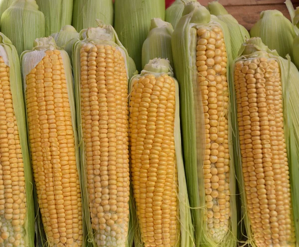 Ripe corn is sold at the Bazaar — Stock Photo, Image