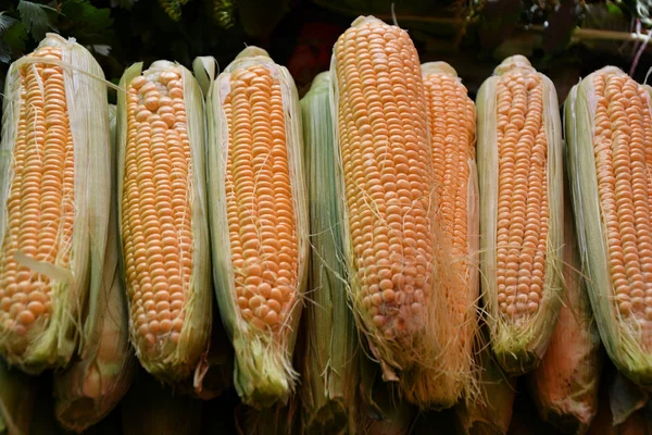 Ripe corn is sold at the Bazaar — Stock Photo, Image