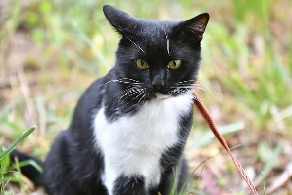 Kedi siyah ve beyaz renk — Stok fotoğraf