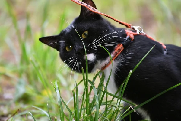 Kedi siyah ve beyaz renk — Stok fotoğraf