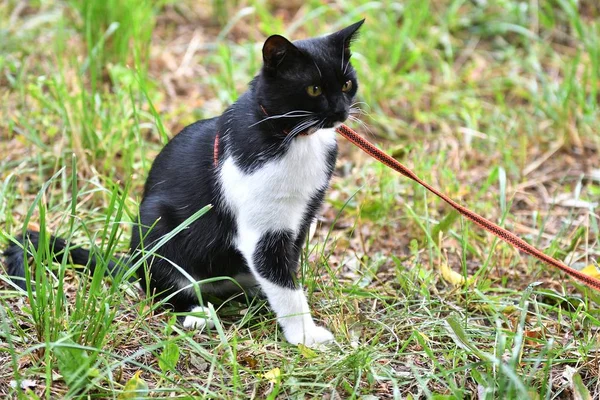 Macska fekete és fehér szín — Stock Fotó