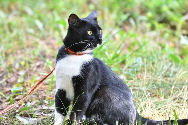 Kedi siyah ve beyaz renk — Stok fotoğraf