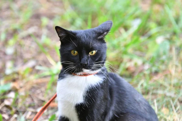 Kedi siyah ve beyaz renk — Stok fotoğraf
