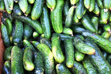 Çarşı içinde satılan taze salatalık