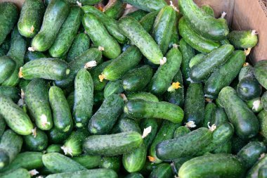 Çarşı içinde satılan taze salatalık