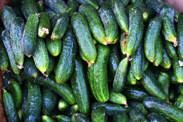 Çarşı içinde satılan taze salatalık