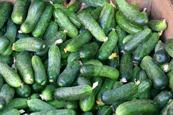 Çarşı içinde satılan taze salatalık