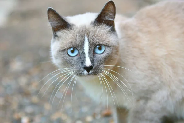 Macska -val kék szem — Stock Fotó