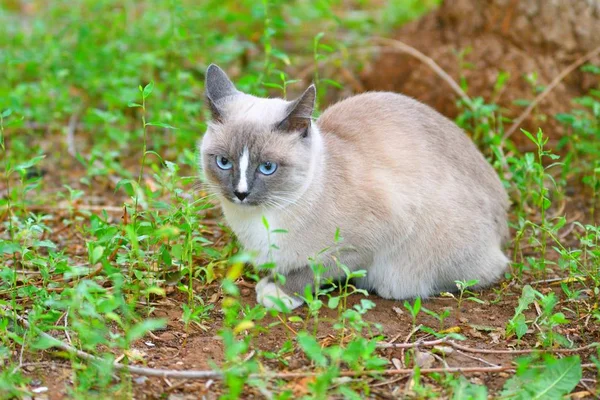 Gatto con gli occhi azzurri — Foto Stock
